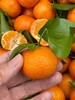 周六取货：【小筐砂糖橘】一筐毛重5.5斤左右，果肉爽脆，汁多！ 商品缩略图3