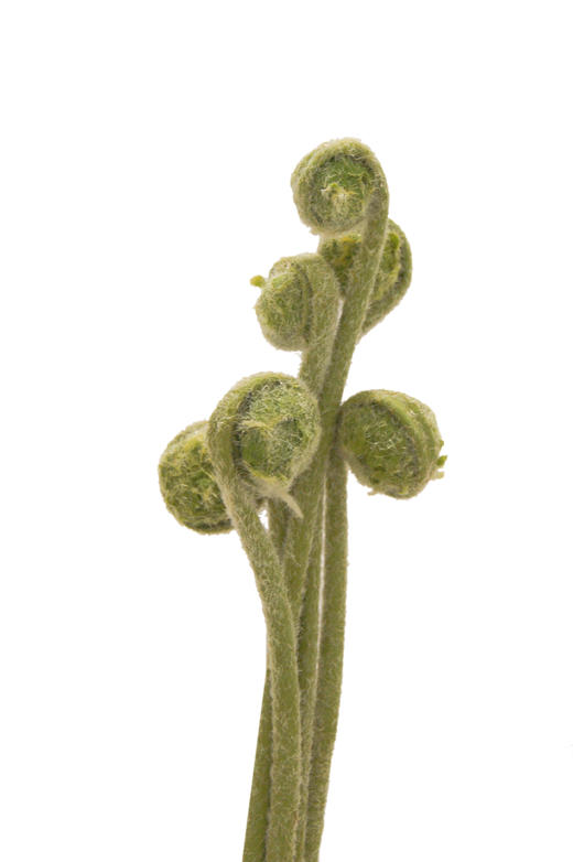 NS家居 nsfurniture  家居装饰仿真花/干花 商品图3