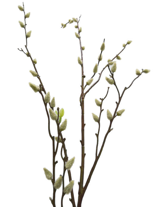 NS家居 nsfurniture  家居装饰仿真花/干花 商品图13