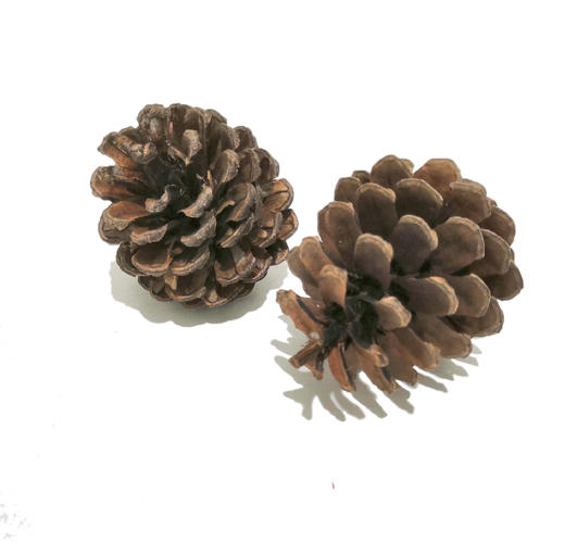 NS家居 nsfurniture  家居装饰仿真花/干花 商品图4