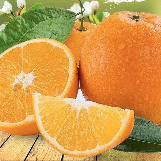 意大利甜橙 压榨法 单方纯精油10ml