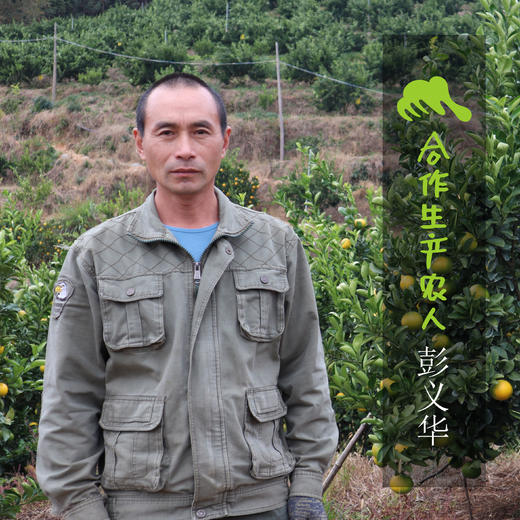 生态桔柚 | 合作生产*Eco-Tangelo | Coproduction 商品图6