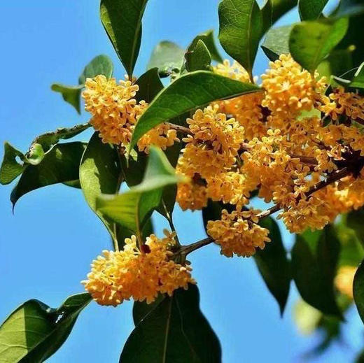 桂花原精 CO2萃取 单方纯精油5ml 商品图0