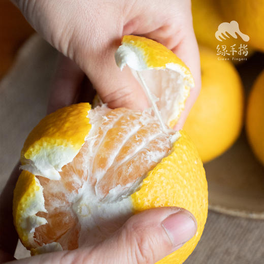 生态桔柚 | 合作生产*Eco-Tangelo | Coproduction 商品图3