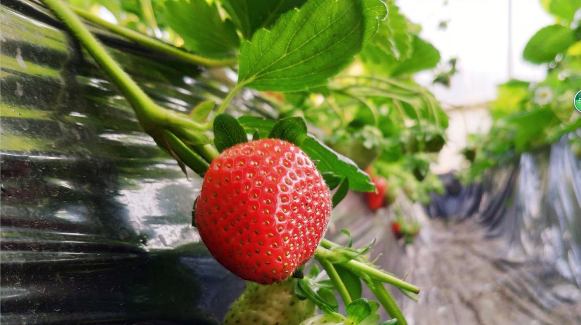 圣诞红草莓 400g*8
