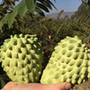 高端水果·云南高原凤梨释迦 有机方式种植 牛奶果香 给家人一点不一样的甜  商品缩略图1