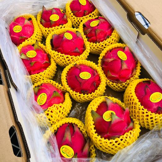 海南初心红红心火龙果98元一箱中大果12颗装
