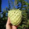高端水果·云南高原凤梨释迦 有机方式种植 牛奶果香 给家人一点不一样的甜  商品缩略图0