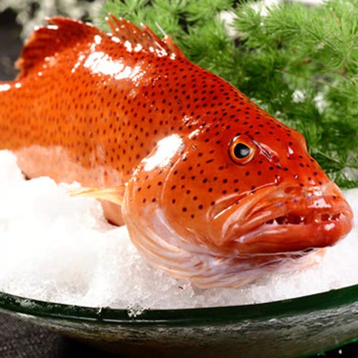 東星斑外表光滑魚皮鮮紅帶斑魚魚肉雪白味道鮮美魚肉入口勁道彈牙