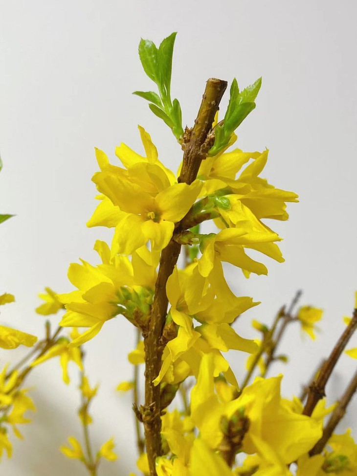 荷兰进口花材寸寸金串串金特惠