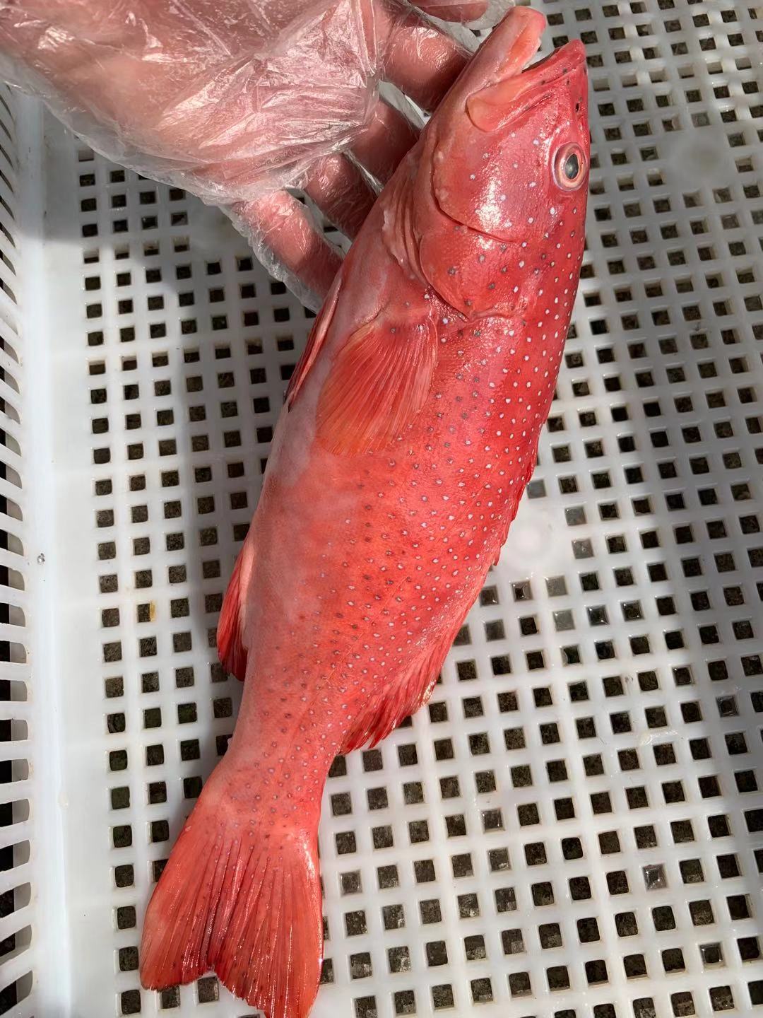 东星斑外表光滑鱼皮鲜红带斑鱼鱼肉雪白味道鲜美鱼肉入口劲道弹牙
