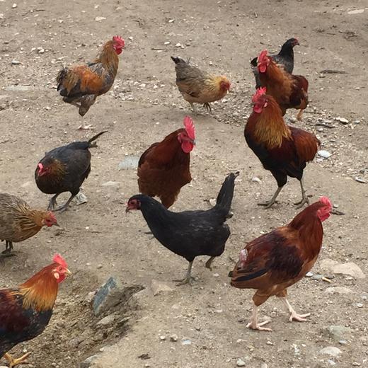 后院散养沙棘母鸡无抗慢养400天以上，肉质紧实基地直邮 商品图0