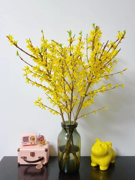 荷兰进口花材寸寸金串串金连翘热卖 商品图1