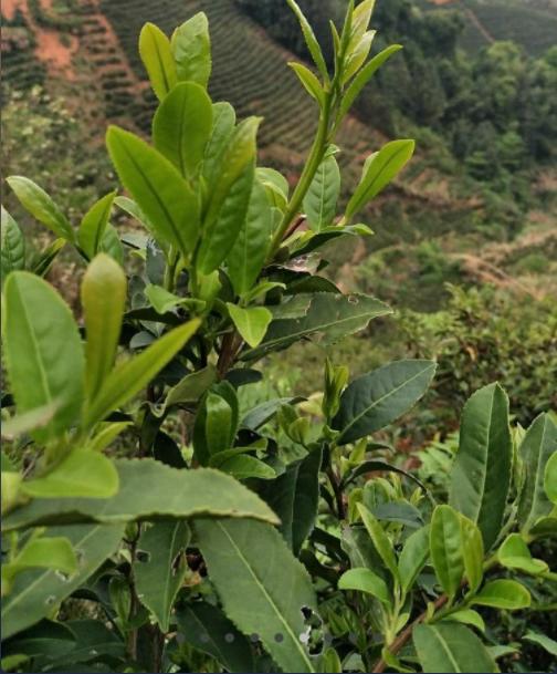 河源绿茶东水镇增坑盘皇茶茶叶250g500g