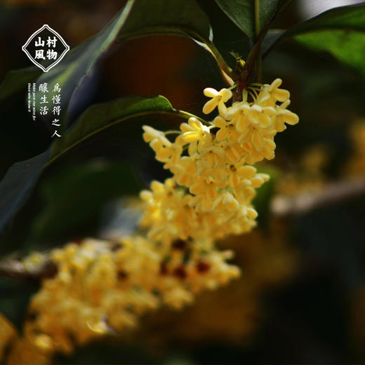 山村风物 | 桂花米酒 500ml 商品图4