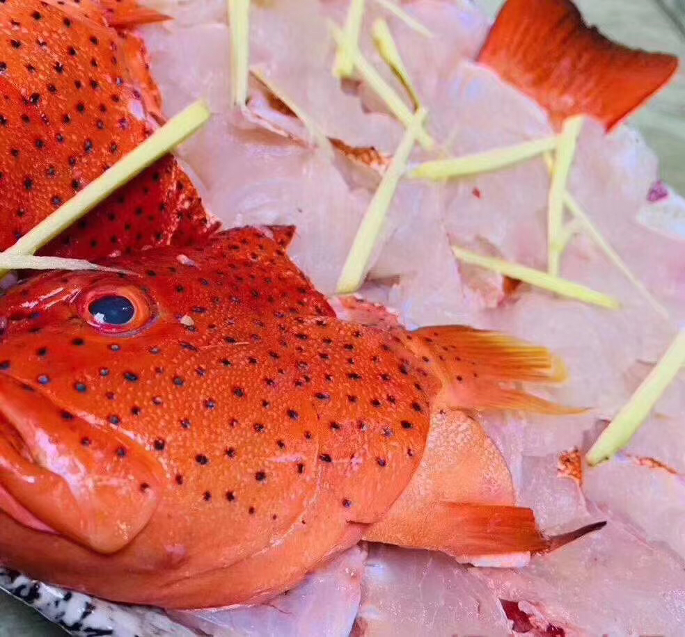 海鮮精選東山海鮮61活鮮東星斑魚打火鍋清蒸都棒魚肉細嫩鮮甜約1至2