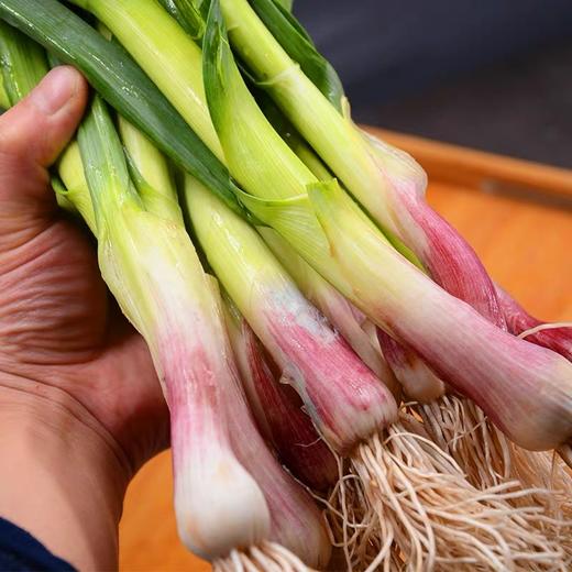 红皮蒜苗3斤装 商品图2