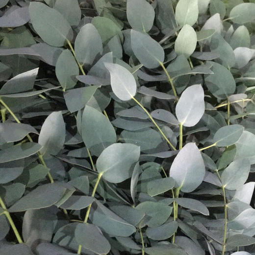 尤加利 银水滴 商品图0