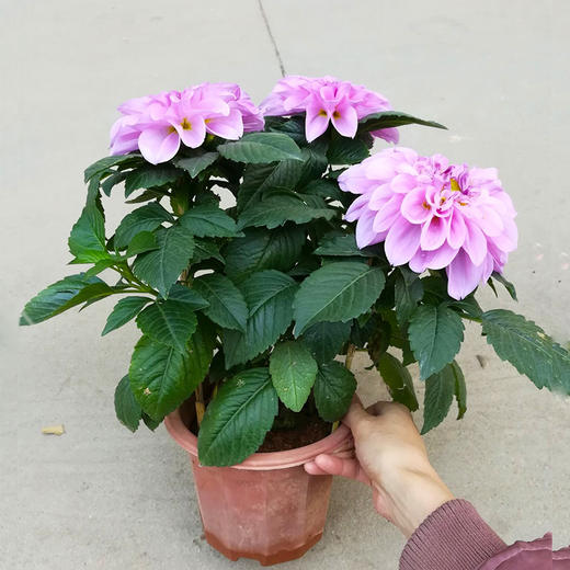 年桔朱砂橘金桔金橘绿植盆栽高约1米/1米5/1米8/2米-年宵花卉大吉大利送礼家居摆放（盆子随机） 商品图7