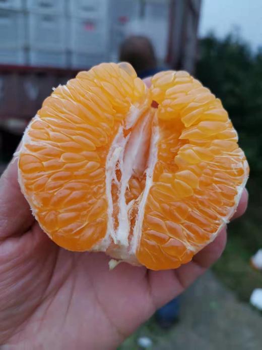 【团购特惠】耙耙柑，自然熟，浓甜微酸！原味自然熟！没有狠活放心拍！ 商品图6