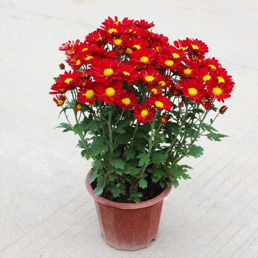 年桔朱砂橘金桔金橘绿植盆栽高约1米/1米5/1米8/2米-年宵花卉大吉大利送礼家居摆放（盆子随机） 商品图6