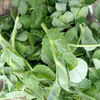 新鲜豌豆叶3斤装 商品缩略图2