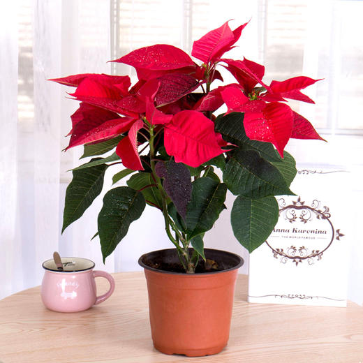 年桔朱砂橘金桔金橘绿植盆栽高约1米/1米5/1米8/2米-年宵花卉大吉大利送礼家居摆放（盆子随机） 商品图8