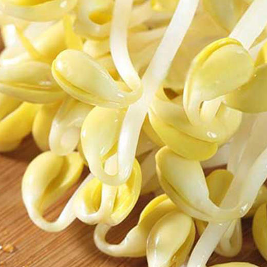 新鲜黄豆芽3斤装 商品图1