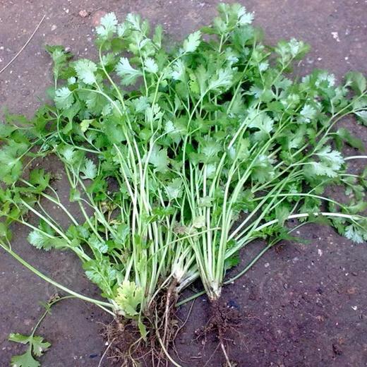 新鲜茼蒿3斤装 商品图3