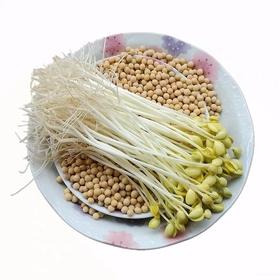 新鲜黄豆芽3斤装