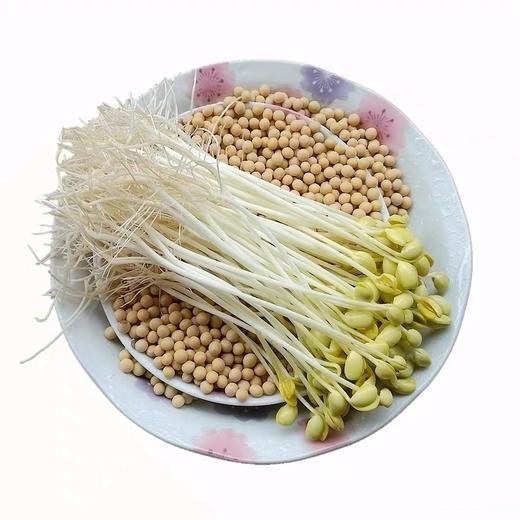 新鲜黄豆芽3斤装 商品图0