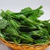 新鲜豌豆叶3斤装 商品缩略图1