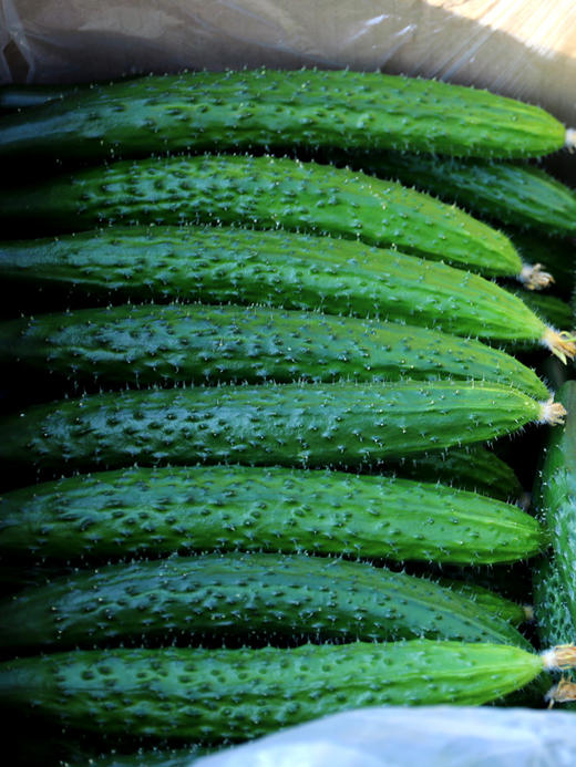 密农特色必买榜单每日现摘密农人家农家长黄瓜清脆爽口500g