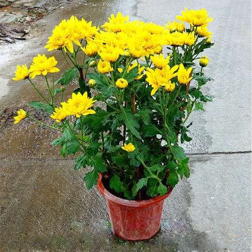 年桔朱砂橘金桔金橘绿植盆栽高约1米/1米5/1米8/2米-年宵花卉大吉大利送礼家居摆放（盆子随机） 商品图5