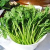 新鲜茼蒿5斤装 商品缩略图2
