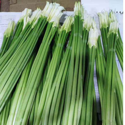 马蹄莲 白色 商品图1