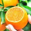 【朱珠水果】正宗沙糖桔 超薄皮 商品缩略图3