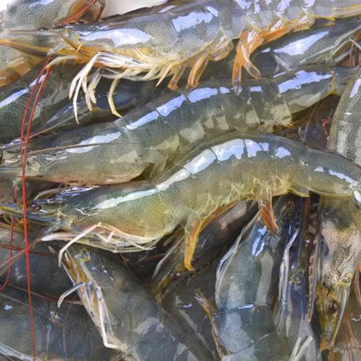 鲜活海虾饲养500g