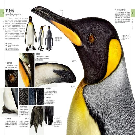 DK博物大百科 商品图4