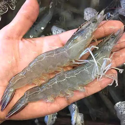 鲜活海虾饲养500g