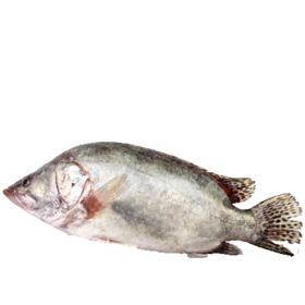 桂鱼 1.2-1.4斤/条