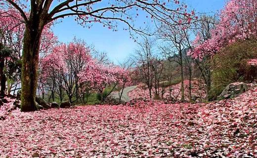 3-4月【四川】嘉阳蒸汽火车油菜花海、中江挂面村、药王谷辛夷花五天摄影 商品图8