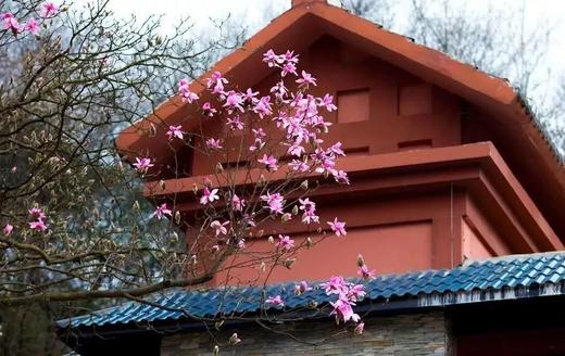 3-4月【四川】嘉阳蒸汽火车油菜花海、中江挂面村、药王谷辛夷花五天摄影 商品图12