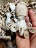 八爪鱼，1斤 商品缩略图0