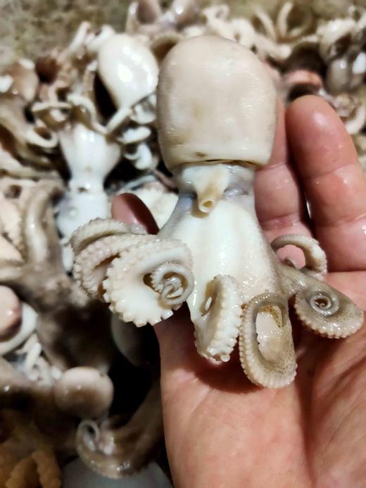 八爪鱼，1斤 商品图0