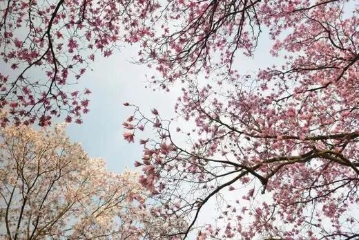 3-4月【四川】嘉阳蒸汽火车油菜花海、中江挂面村、药王谷辛夷花五天摄影 商品图10