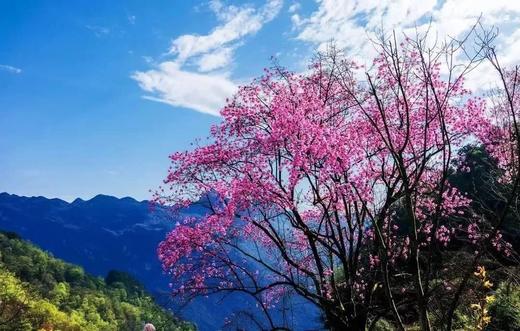 3-4月【四川】嘉阳蒸汽火车油菜花海、中江挂面村、药王谷辛夷花五天摄影 商品图13