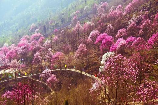 3-4月【四川】嘉阳蒸汽火车油菜花海、中江挂面村、药王谷辛夷花五天摄影 商品图7