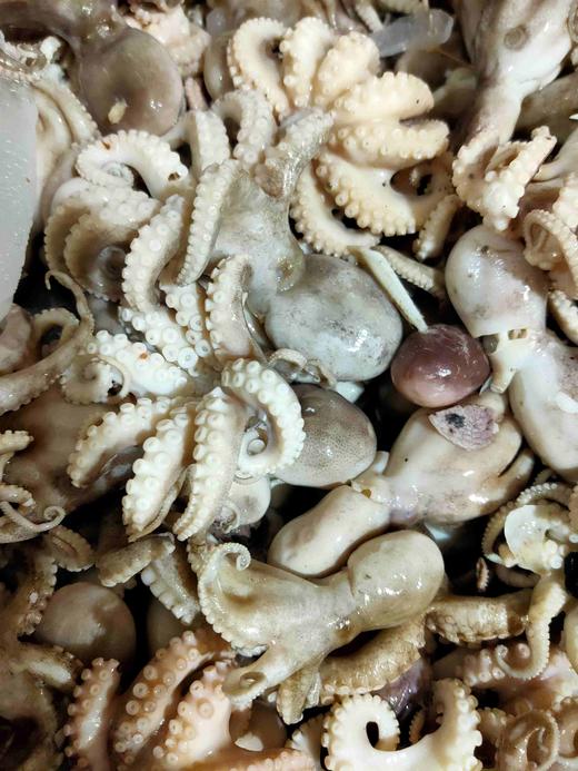 八爪鱼，1斤 商品图2