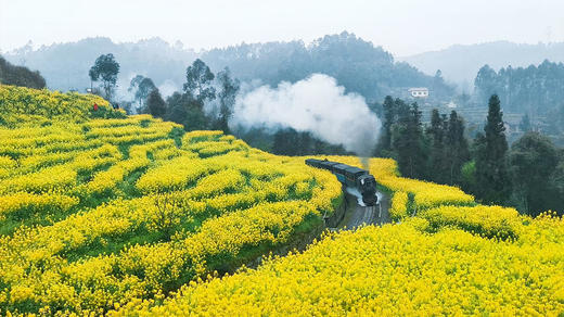 3-4月【四川】嘉阳蒸汽火车油菜花海、中江挂面村、药王谷辛夷花五天摄影 商品图0